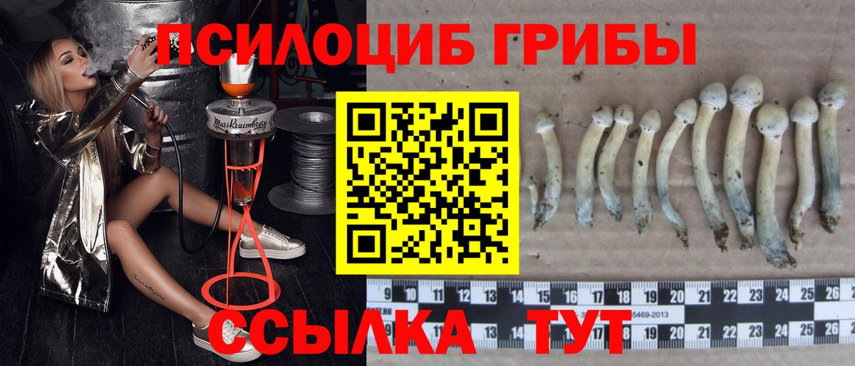 Галлюциногенные грибы Psilocybe Воткинск